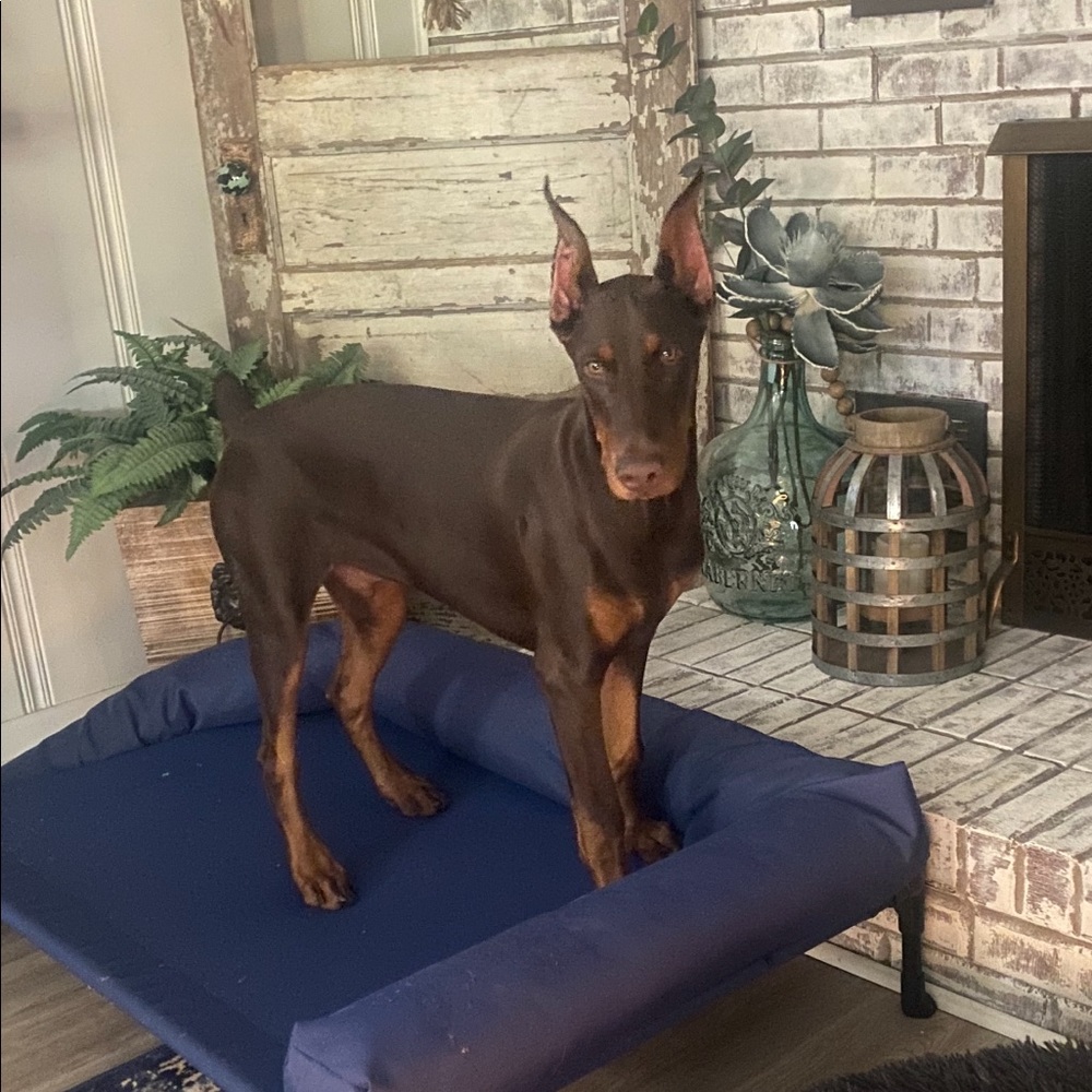 Meet your Posher, Emily